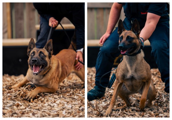 Two police dogs brown in colour 