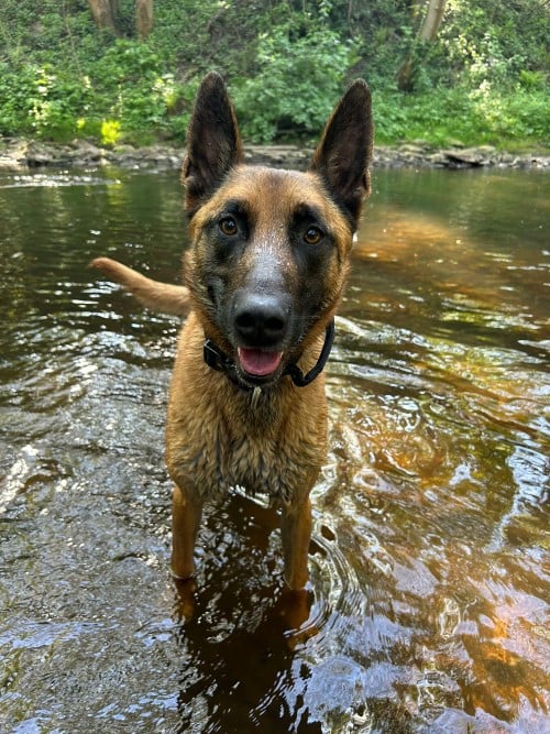 A dog sitting in shallow water looking at the camera