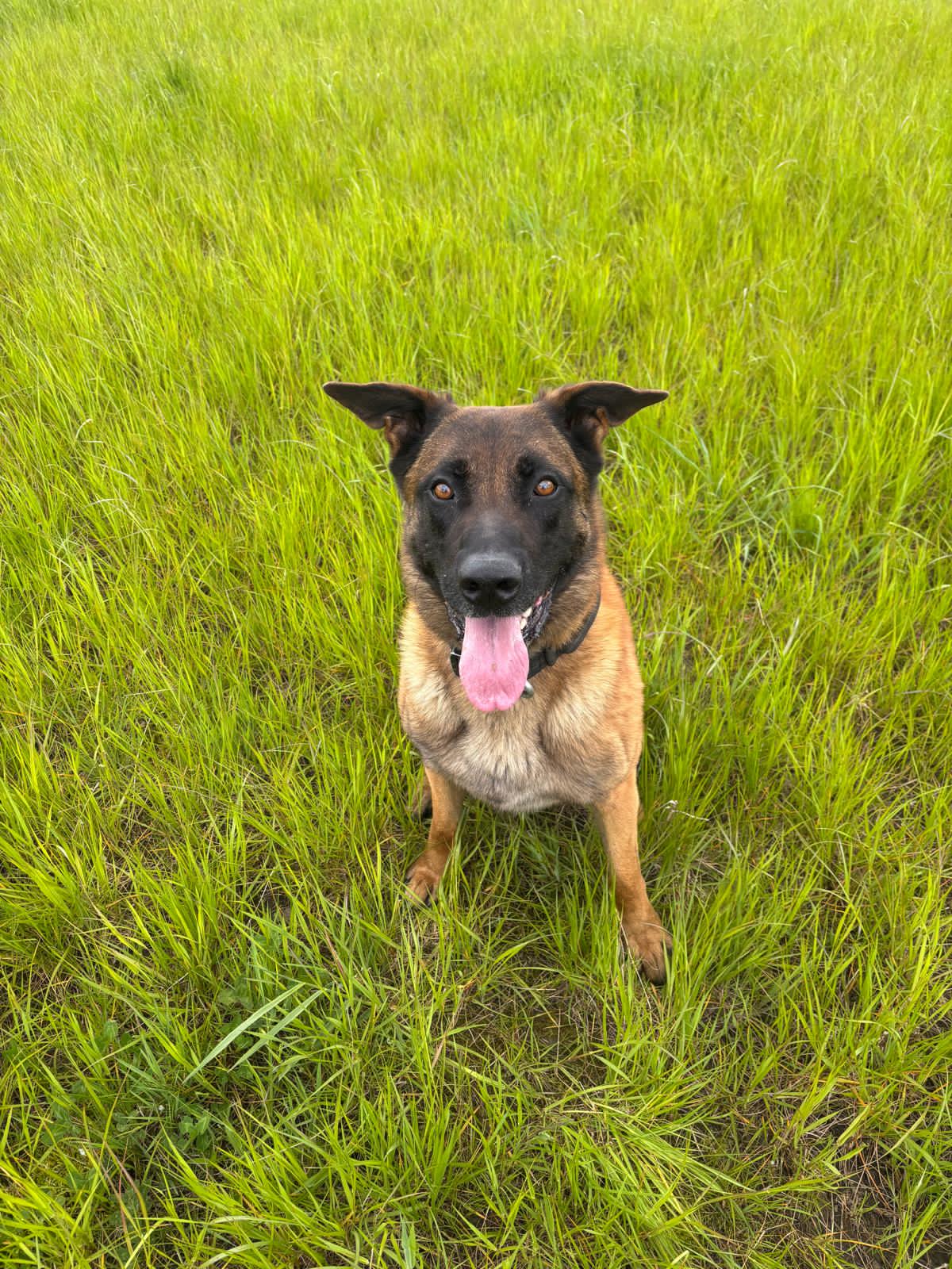 A dog sat on grass looking at the camera 