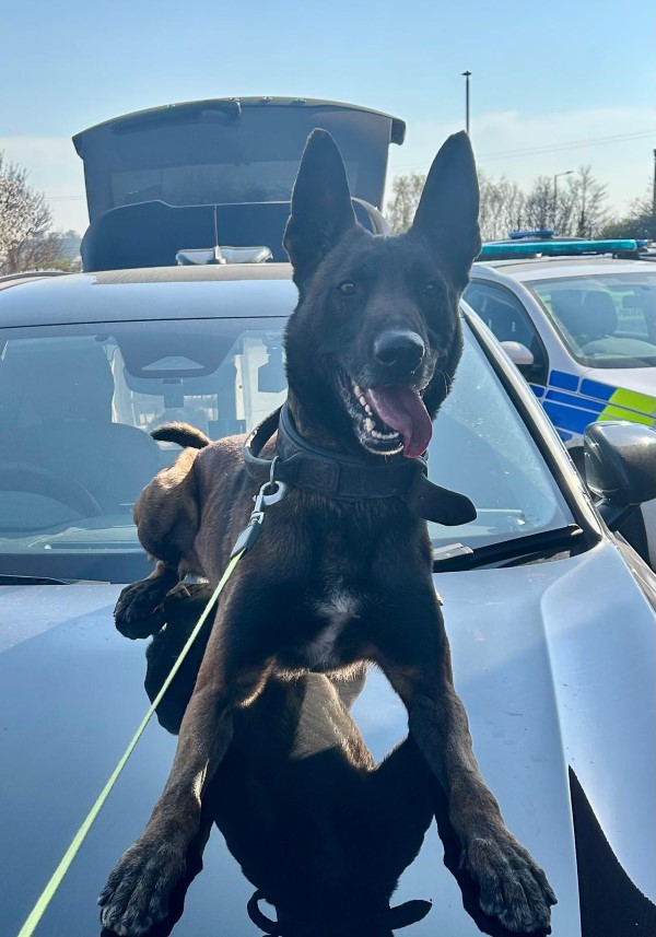A police dog sitting on a car bonnet 
