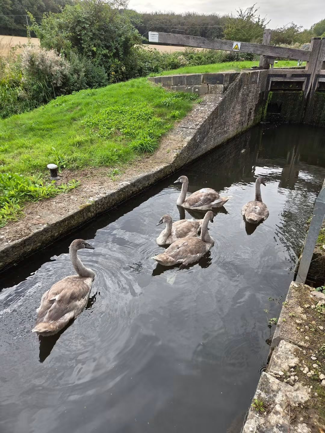 Swan cygnets 